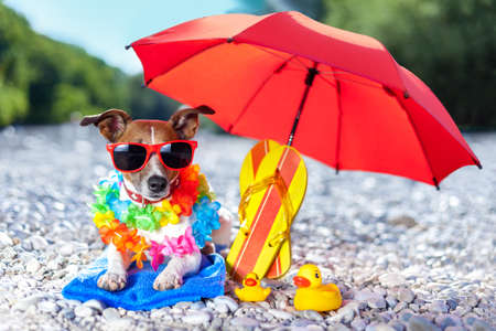 dog under umbrella at beach with yellow rubber ducks dog under umbrella at beach with yellow rubber ducks