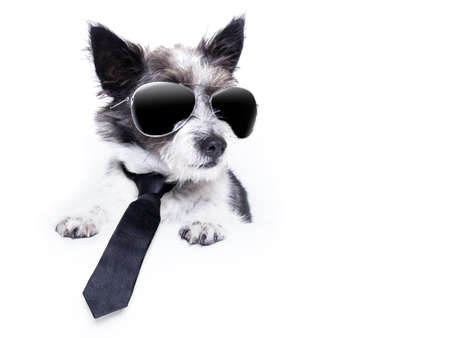 Terrier dog looking to the side bannerの写真素材