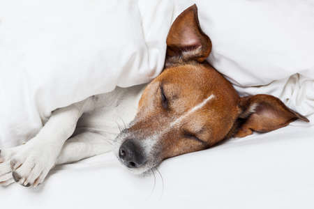 Jack russell terrier sleeping in bed and dreamingの写真素材
