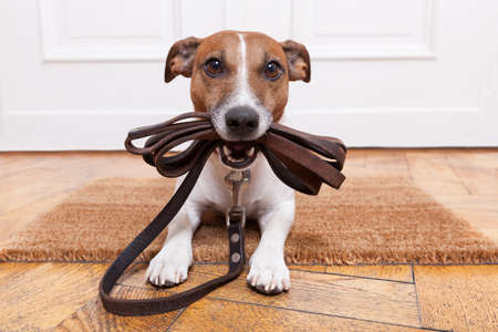 dog with leather leash waiting to go walkies