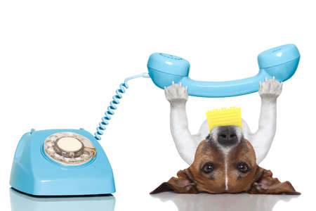 dog holding a telephone and a note lying upside downの写真素材