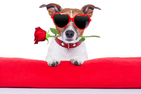 valentines day dog  holding a rose in his mouthの写真素材