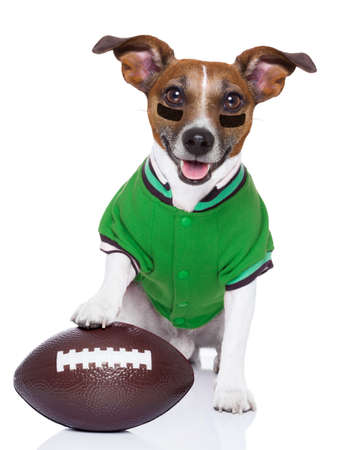 sporty rugby dog with a big sport ballの写真素材