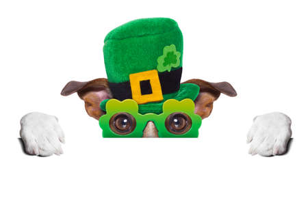 st patricks  day dog  behind blank bannerの写真素材