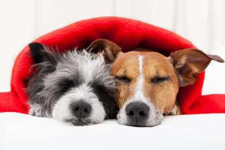 couple of loving dogs in bed close togetherの写真素材
