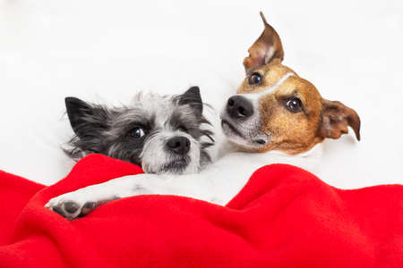couple of loving dogs in bed close togetherの写真素材