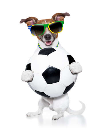 brazil dog holding soccer ballの写真素材