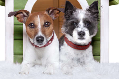 two dogs at home living together foreverの写真素材
