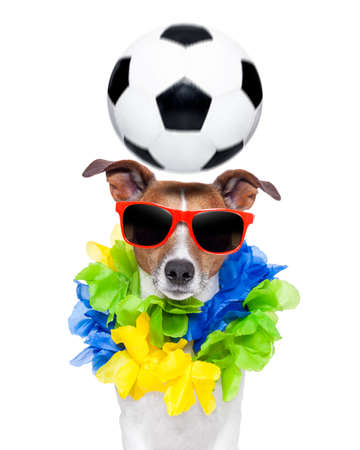 funny  soccer dog with spinning ball over the headの写真素材