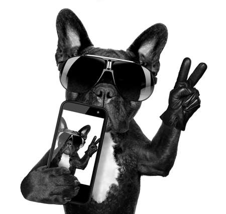 french bulldog  taking a selfie with cool fancy sunglassesの写真素材