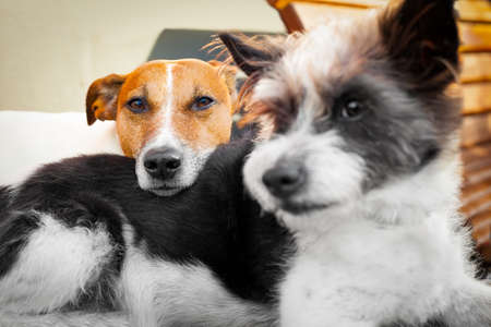 couple of dogs in love close and cozy togetherの写真素材