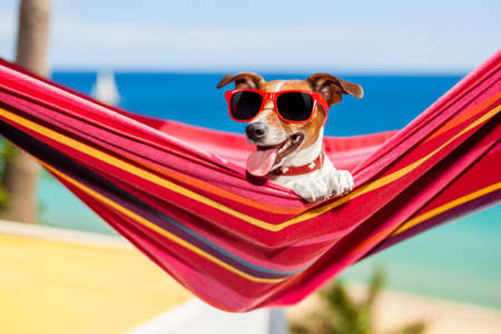 dog relaxing on a fancy red  hammock with sunglassesの写真素材