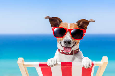 dog relaxing on a fancy deck chairの販売画像