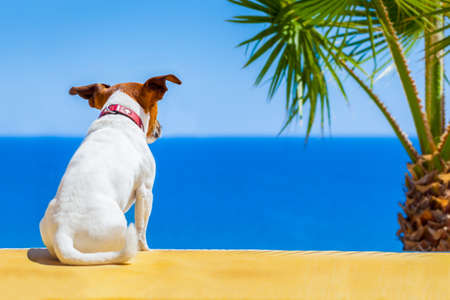 dog watching the summer vacation view on the beachの写真素材