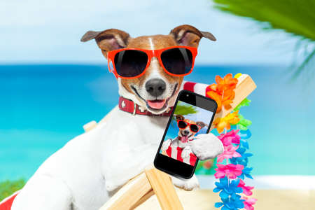 dog taking a selfie in summer holidaysの写真素材