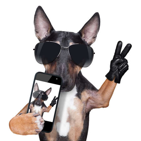 Bull Terrier taking a selfie with victory or peace fingersの写真素材