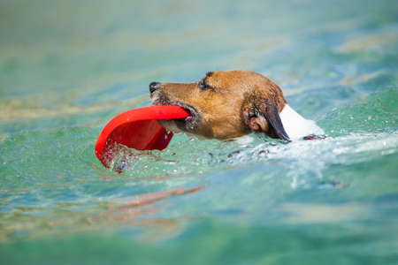 dog catching a red Flying disc and swimming in waterの写真素材