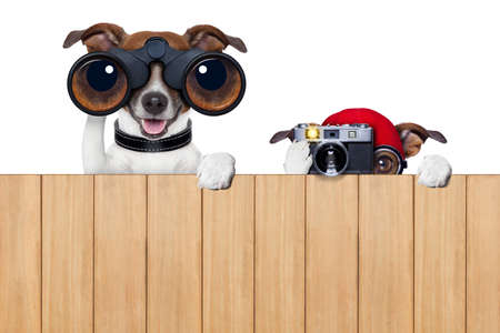 father and son dogs spying behind wood fence with camera and binocularsの写真素材