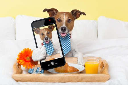 dog taking a selfie in bed  in the morningの写真素材