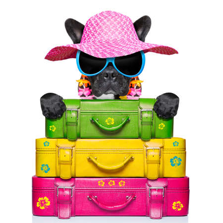 dog on holidays with umbrella and lot of luggageの写真素材