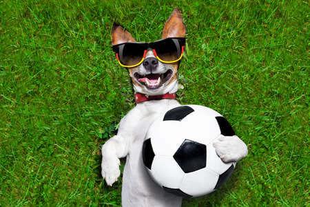 german soccer dog holding a ball and laughing out loudの写真素材