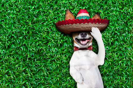 dog taking a siesta on an empty meadow with empty negative spaceの写真素材