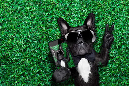 dog taking a selfie on a meadow with peace and victory fingersの写真素材