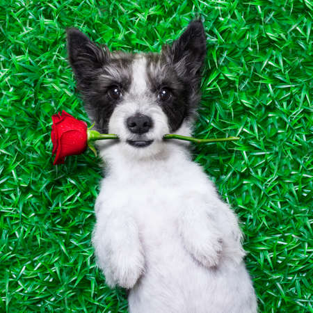 dog with rose in mouth, while lying on grass  in a park looking pretty cuteの写真素材