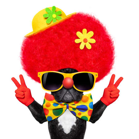 silly dog wearing clown costume with peace or victory fingersの写真素材