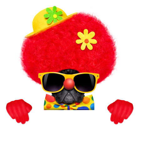 silly dog wearing clown costume behind a white blank empty placard or bannerの写真素材