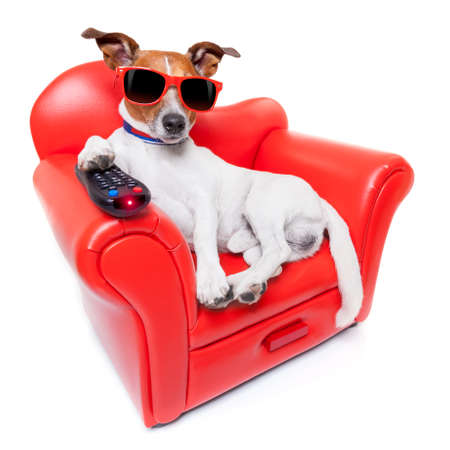 dog watching tv or a movie sitting on a red sofa or couch  with remote control changing the channelsの写真素材