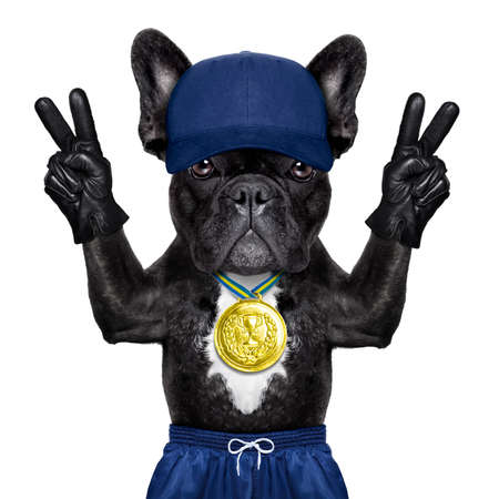 dog as  gym trainer with gold medal making peace and winner signs with fingers wearing glovesの写真素材