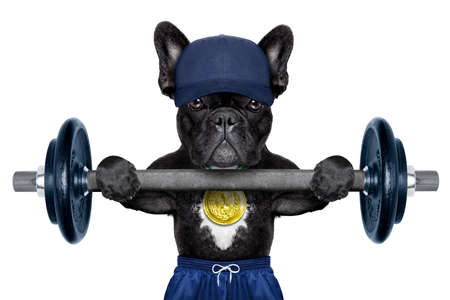 dog as personal trainer with gold medal lifting a dumbbell bar wearing a blue capの写真素材