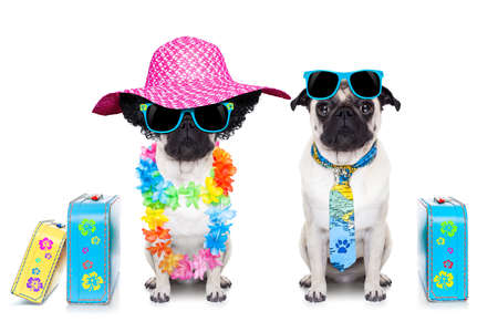 couple of pug dog ready to depart for summer vacation with sunglasses and luggage
