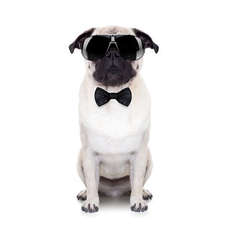 pug dog looking so cool with fancy sunglasses and a black small tie pug dog looking so cool with fancy sunglasses and a black small tie
