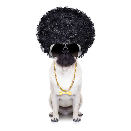 gangster cool afro dog wit gold chain and sunglassesの写真素材