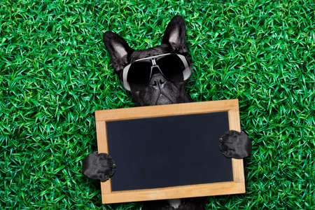 cool dog holding a blank placard or blackboard on the grass or meadow in the park wearing fancy...