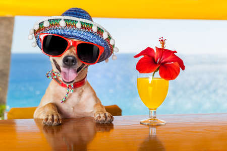 funny cool chihuahua dog drinking cocktails at the bar in a  beach club party with ocean viewの写真素材