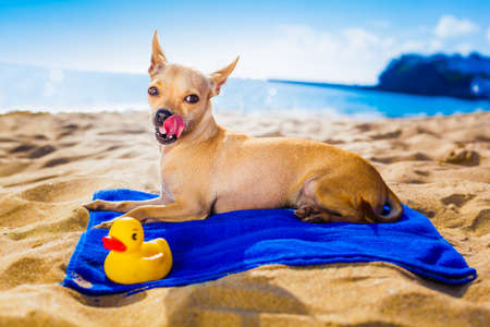 Chihuahua Dog At The Ocean S Beach With Yellow Rubber Duck While Resting On Blue Towel Imágenes Y Fotos Libres De Derechos Chihuahua Dog At The Ocean S Beach
