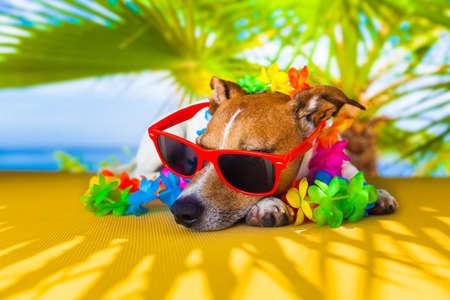 jack russell dog under the shadow of a palm tree relaxing and restingの写真素材