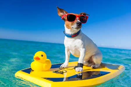 dog surfing on a surfboard wearing sunglasses with a yellow plastic rubber duck, at the ocean shoreの写真素材
