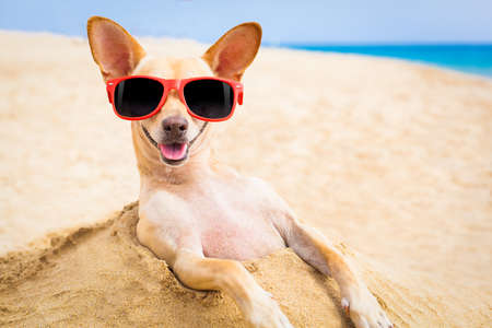 cool chihuahua dog at the beach wearing sunglasses