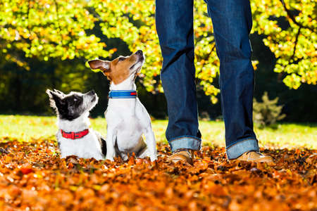 two happy dogs with owner sitting on grass in the park, looking upの写真素材