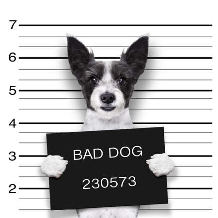 mugshot dog holding a black banner or placardの写真素材