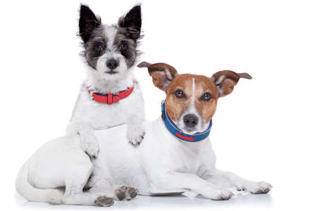 couple of dogs together hugging each other, isolated on white background.