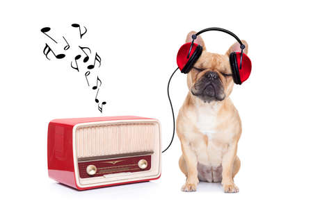 fawn bulldog dog listening music, while relaxing and enjoying the sound of an old retro radio, isolated on white backgroundの写真素材