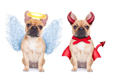 Devil and Angel fawn french bulldog dogs sitting side by side deciding between right and wrong ,...