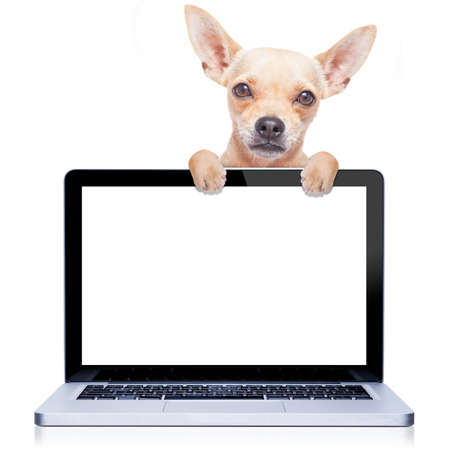 chihuahua dog  behind a laptop pc computer screen, isolated on white backgroundの写真素材