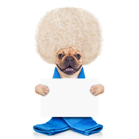 french bulldog dog having a spa or wellness treatment with big curly blonde hair holding a white blank banner or placard ,isolated on white backgroundの写真素材