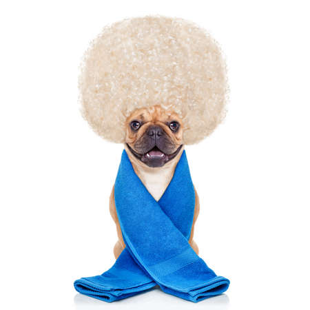 French Bulldog Dog Having A Spa Or Wellness Treatment With Big